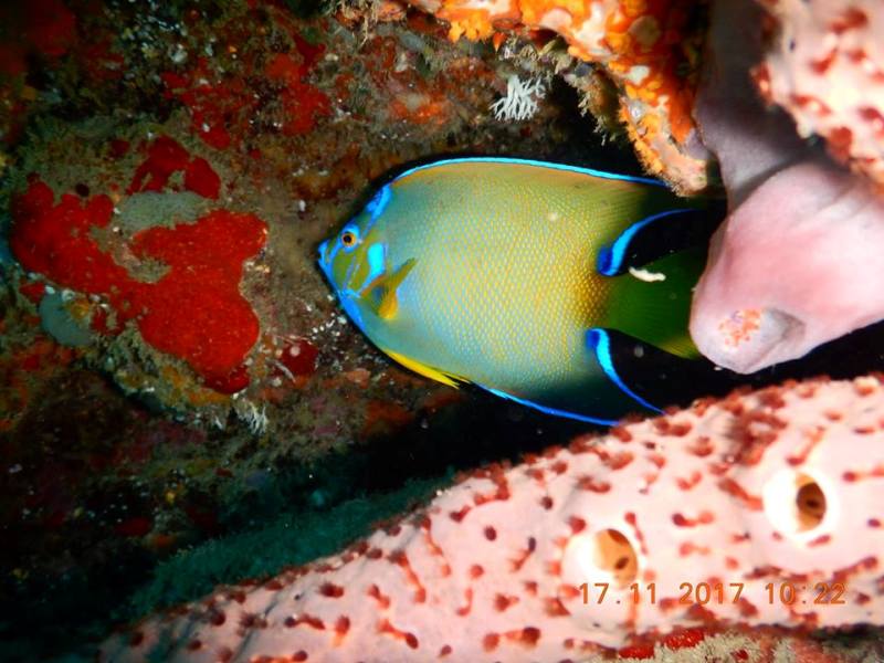 plongee basseterre guadeloupe02