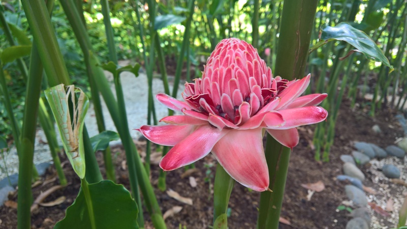 plongee basseterre guadeloupe0403