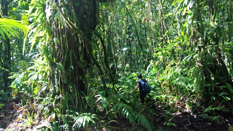 plongee basseterre guadeloupe0404